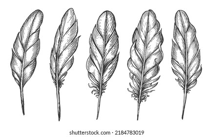 Set bird feathers isolated. Hand drawn bird plumage and quill. Sketch vector illustration in vintage engraving style