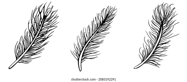 Set of bird feathers isolated on white background. Hand drawn vector illustration.