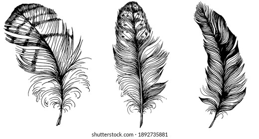 Set of bird feathers isolated with sketch style for your creative design invitation or post cards. 