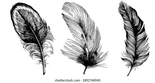 Set of bird feathers isolated with sketch style for your creative design invitation or post cards. 