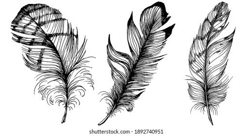 Set of bird feathers isolated with sketch style for your creative design invitation or post cards. 