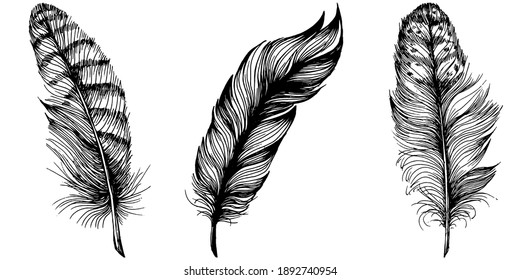 Set of bird feathers isolated with sketch style for your creative design invitation or post cards. 