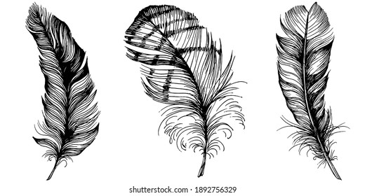 Set of bird feathers isolated with sketch style for your creative design invitation or post cards. 