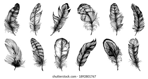 Set of bird feathers isolated with sketch style for your creative design invitation or post cards. 