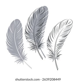 Set of bird feathers. Outline with transparent background, color illustration and combined drawing. Gray color. Vector.