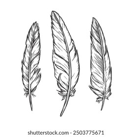 Set of bird feathers in retro vintage hand drawn style. Hand drawn illustration converted to vector. Vector old engraving illustration.