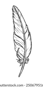 Set of bird feathers in retro vintage hand drawn style. Hand drawn illustration converted to vector. Vector old engraving illustration.