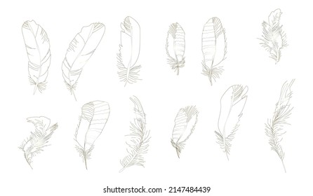 un conjunto de plumas de pájaro.ilustración vectorial. Imprimir, textil, afiche, para su diseño.Alta calidad.