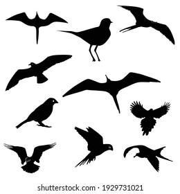 Set Of Bird Flying Silhouettes. Eagle, Falcon, Hawk, Dove, Swallow, Raven, Swift And Others. Vector Illustration