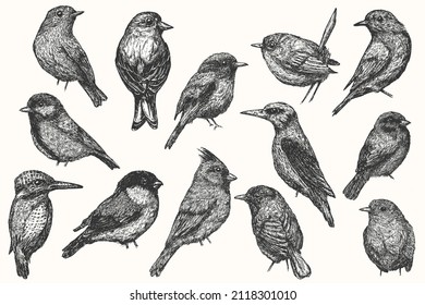 Set bird hand drawn isolated on white background. Collection vector element in sketch monochrome style. Vintage illustration.