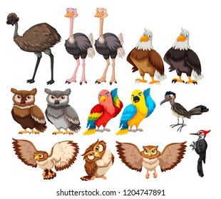 Set of bird on white background illustration