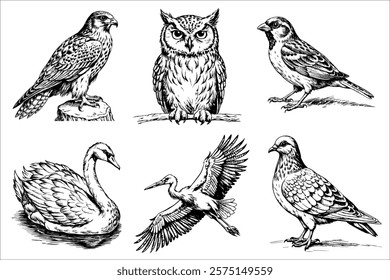 A set of a bird on a white background. Thrush, dove, stork, eagle, owl, swan on white background in sketch style.