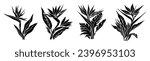 Set of Bird of paradise flower black silhouettes.