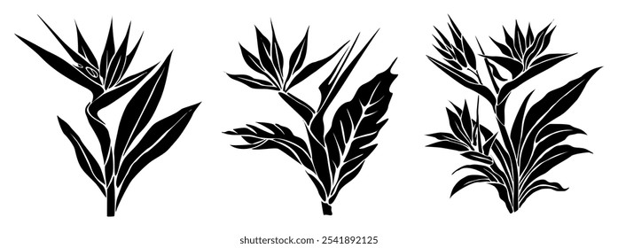 Set of Bird of paradise flower black silhouettes, monochrome outline drawing of Strelitzia plants, clip art, cut out file, vector illustration isolated on white background.	