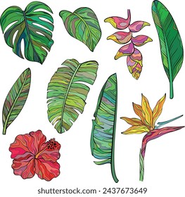 Set of Bird of paradise, glyconia and blooming hibiscus flowers. Vector hand drawn illustration, floral tropical theme
