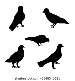 set of bird silhouette with different pose