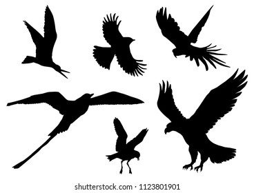 Set of Bird Silhouettes Isolated on the white Background