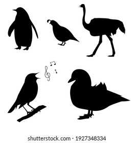 a set of bird silhouettes. The vector is isolated on a white background. penguin, ostrich, mandarin, nightingale, quail