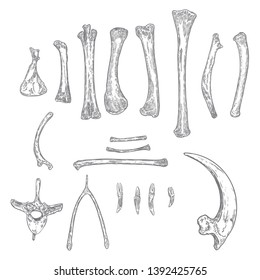 Set of bird skeleton bones for magic cult , wishbone, arm, wing, limb, leg, spine ring, rib, claw or nail. Hand drawing. Witch magic design elements set. Sketch warlock magician collection. Vector.