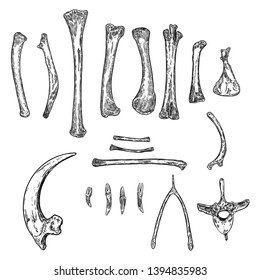 Set of bird skeleton bones for magic cult , wishbone, arm, wing, limb, leg, spine ring, rib, claw or nail. Hand drawing. Witch magic design elements set. Sketch warlock magician collection. Vector.