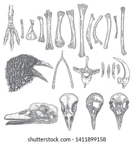 Set of bird skeleton bones and skulls for magic cult , wishbone, arm, wing, leg, spine ring, rib, claw, nail. Hand drawing. Witch and warlock sketch magician collection. Raven, crow head. Vector.