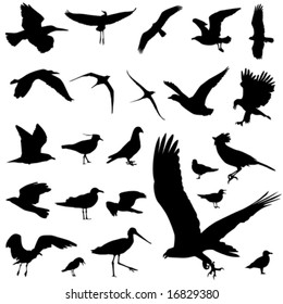 set of bird vector