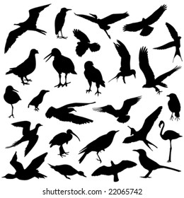 set of bird vector