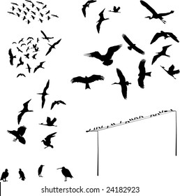 set of bird - vector
