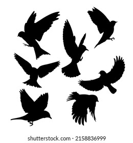A set of bird vector silhouettes isolated on a white background.