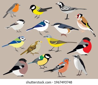 Juego de aves: cola de cola amarilla, cola de cola blanca, garrapata grande, petirrojo, teta azul, teta azul, garbanzo de cabeza marrón, nuthatch, aleta, aleta, almidondra, gorrión, bullfinch, vectores de trigo septentrional aislados 