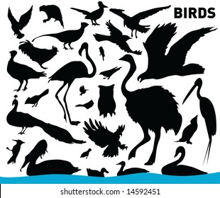 set of birds