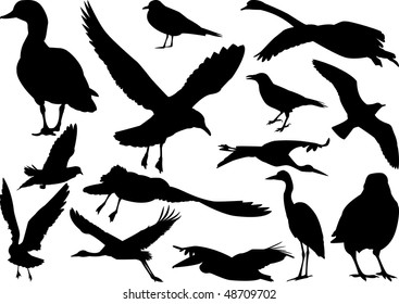 set of birds