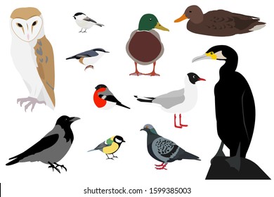 Set of birds: barn owl, tit, chickadee, titmouse, bullfinch, creeper, duck, Mallard (male and female), gull, gray crow, dove, cormorant isolated on white background . Vector stock illustration.