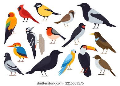 Set of birds. Cartoon parrot, sparrow, pigeon, bullfinch, titmouse, rook, crow, piet, woodpecker, hickory isolated on white background. Flat vector illustration