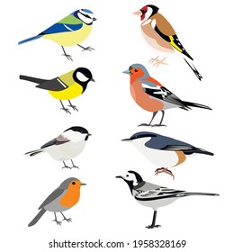 Set of birds: Chaffinch, Wagtail, great tit, nuthatch, robin, goldfinch, chickadee, blue tit vector stock illustration isolated on white background. Vector stock illustration