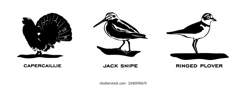 Conjunto de pájaros. Aves de recolección. Capercaillie, Jack snipe, Ringed plover. Aves en diferentes posiciones aisladas en un fondo blanco. Ilustración del vector