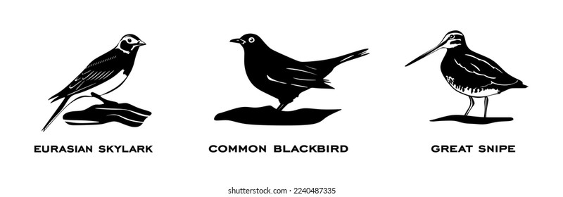 Set of birds. Collection birds. Common blackbird, Great snipe, Eurasian skylark. Birds in different poses isolated on white background. Vector illustration