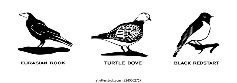 Set of birds. Collection birds. Eurasian rook, Turtle dove, Black redstart. Birds in different poses isolated on white background. Vector illustration.