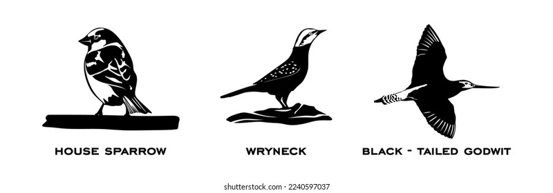 Set of birds. Collection birds. House sparrow, Wryneck, Black-tailed godwit. Birds in different poses isolated on white background. Vector illustration.