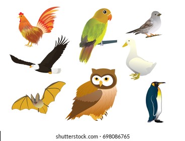 Set of Birds Collection including Chicken, duck, eagle, bat, owl, parrot, sparrow, ostrich