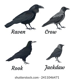 Set of birds of the crow family. Raven, crow, rook and jackdaw. Poster with different species of city and garden birds. Vector illustration isolated on a white background in a realistic style