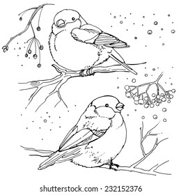 Set of birds drawn line, vector illustration, winter birds.