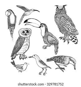 Set birds drawn pen. Vector