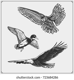 Set of birds. Duck, eagle and owl.