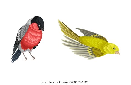 Set of birds. European greenfinch and bullfinch vector illustration