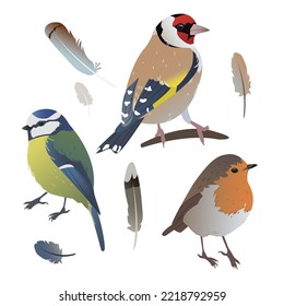 Aves y plumas