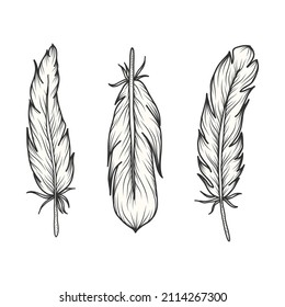 Set of birds feathers. Hand drawn monochrome sketch. Vector illustration.