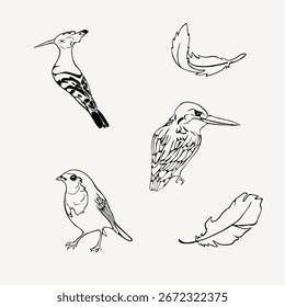 Conjunto de pájaros y plumas, pájaro petirrojo, martín pescador, abubilla