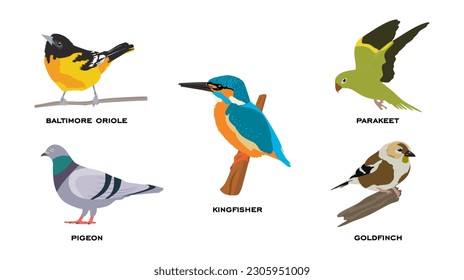 Conjunto de ilustraciones vectoriales planas de aves. Colección de aves de oriole Baltimore, Pigeon, Kingfisher, Parakeet y Goldfinch. Ilustración vectorial de caricatura plana aislada en fondo blanco