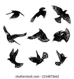 Set of birds flock. Flying crows birds. Hand drawing. Vector.